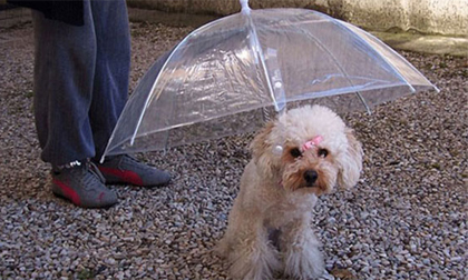 Những chú cún 'sang chảnh'