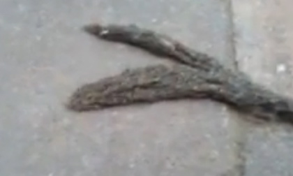 Cực kinh hoàng - Ấu trùng di chuyển qua vỉa hè