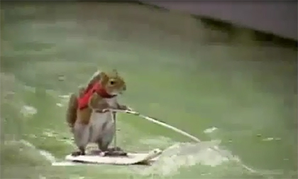 Chú sóc biểu diễn màn trượt nước siêu đỉnh