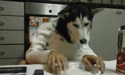 Chú cún Husky dùng bữa như người