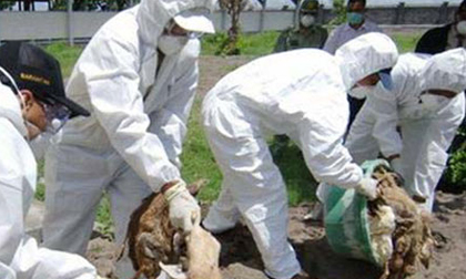 Cúm A/H5N6 lần đầu tiên xuất hiện ở Quảng Ngãi