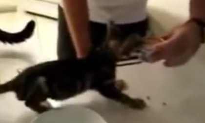 'Chết cười' với chú mèo tham ăn