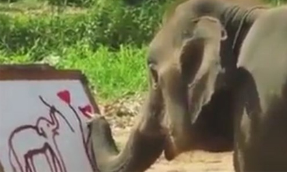 'Phát sốt' với chú voi tự vẽ chân dung bằng vòi