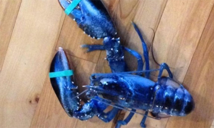 Điểm danh những con tôm đột biến gen kỳ lạ nhất thế giới