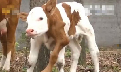 Phát hiện chú bê mọc thêm 2 chân ở cổ