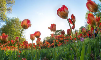 Ngắm đồng hoa Tulip khoe sắc dưới ánh nắng sớm mai