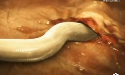 Cái kết 'rợn' cho việc vuốt ve thú cưng