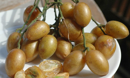 Công dụng chữa bệnh của quả quất hồng bì