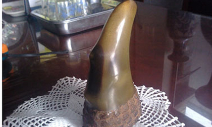 Sự thật về ‘thần dược’ sừng tê giác chữa bách bệnh