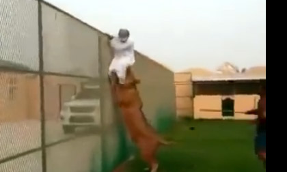 Người đàn ông bị sư tử đuổi cắn mông