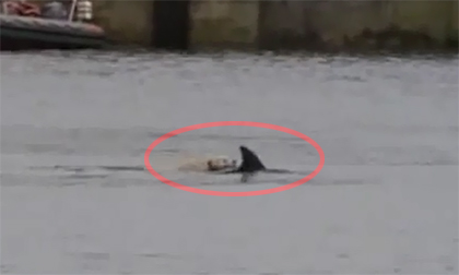 Chú chó bơi thi cùng cá heo