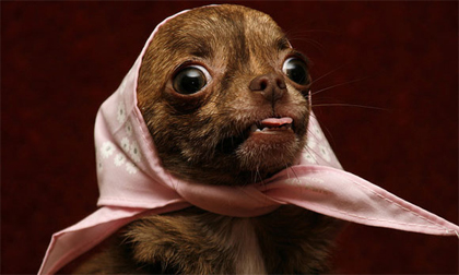  'Siêu mẫu' cún, nhìn là mê!