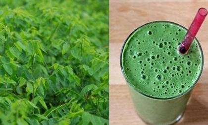 Khám phá công dụng chữa bệnh của rau ngót