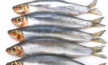 Ăn cá để bảo vệ thính lực