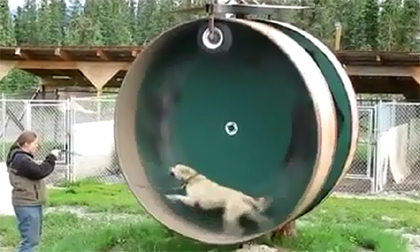 Chó tập thể dục