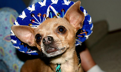 Chùm ảnh: Cún xinh cún có quyền... tỏa sáng!