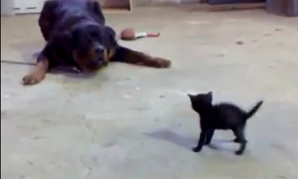 Mèo nhép choảng cả Chó bự