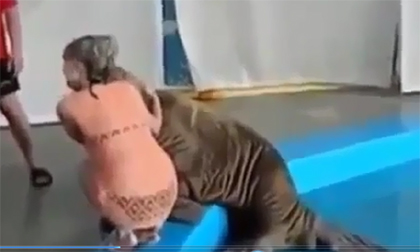 Hải cẩu cũng biết 'ghẹo' gái