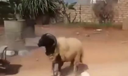 Rảnh rỗi chọc tức cừu sừng to