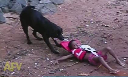 Chú chó khiến dân nhậu phải suy nghĩ