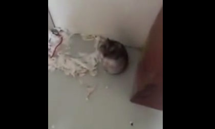 Chuột Hamster giả vờ chết gây sốt