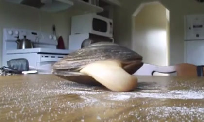 Hình ảnh hiếm thấy: Con trai nhoài lưỡi ăn muối