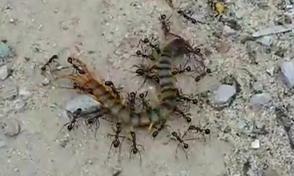 Cuộc chiến giữa con rết và bầy kiến ăn thịt