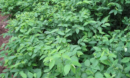 Siêu bất ngờ với lợi ích từ rau ngót mà ít người biết