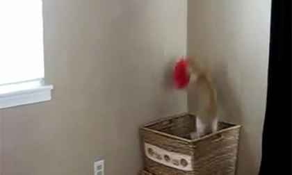 'Xạ thủ' mèo bắt quần áo