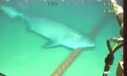 Hình ảnh cá mập cắn đứt cáp ở biển