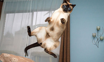 Cười vỡ bụng những bức ảnh chụp... mèo bay