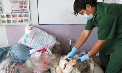 Gom vịt chết bán cho lò mổ chui