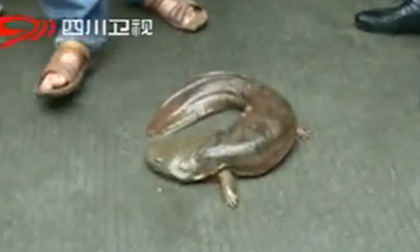 Giật mình phát hiện con cá có... 4 chân