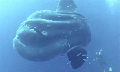 Bơi cùng cá mặt trăng khổng lồ