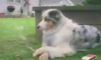 Chó hút thuốc lá