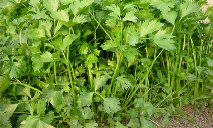 Bất ngờ với công dụng trị bách bệnh của cần tây