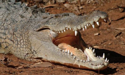 'Sát thủ đầm lầy' thủng mắt vì tấn công người say