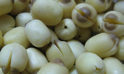 Thảo dược giúp ngủ ngon