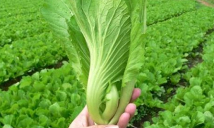 Trị ho lúc chuyển mùa bằng cải xanh