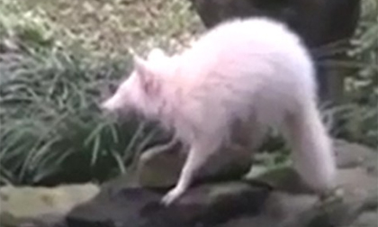 Bắt gặp gấu trúc Mỹ bạch tạng lang thang kiếm ăn