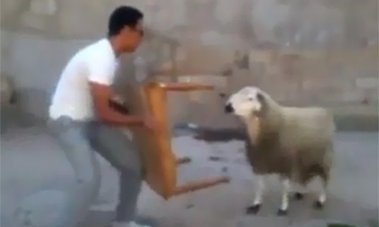 Nam thanh niên bị cừu tấn công