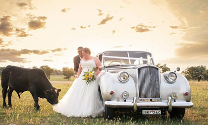 Chết cười với cặp đôi bị chú bò 'phá bĩnh' khi đang chụp ảnh cưới