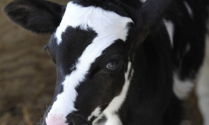 Chú bê sơ sinh có nhúm lông hình số 7 ngay trên mặt