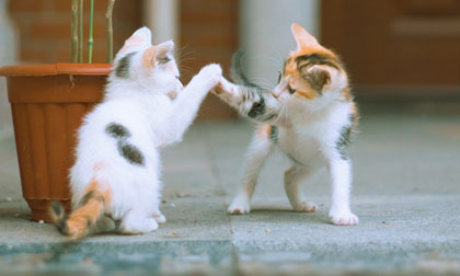 Ngắm những chú mèo đùa nghịch hồn nhiên như trẻ thơ