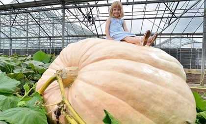 Quả bí ngô khổng lồ nặng 726kg