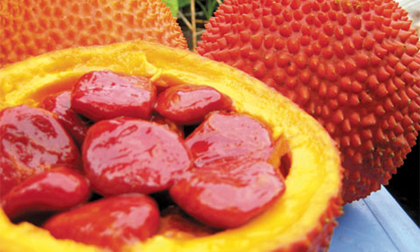 Tác dụng chữa bệnh thần kì từ quả gấc