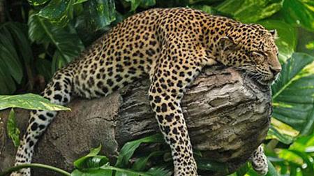 Ngắm chú báo dễ thương ngủ vắt vẻo trên cây