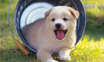 Giải mã giấc mơ thấy các loài vật (P1)