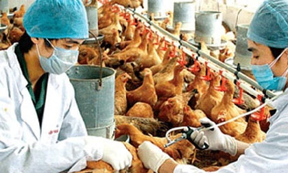 Nguy cơ cúm A/H7N9 xâm nhập Việt Nam