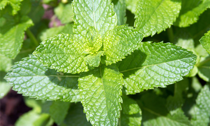 Bạc hà không chỉ chữa cảm mạo